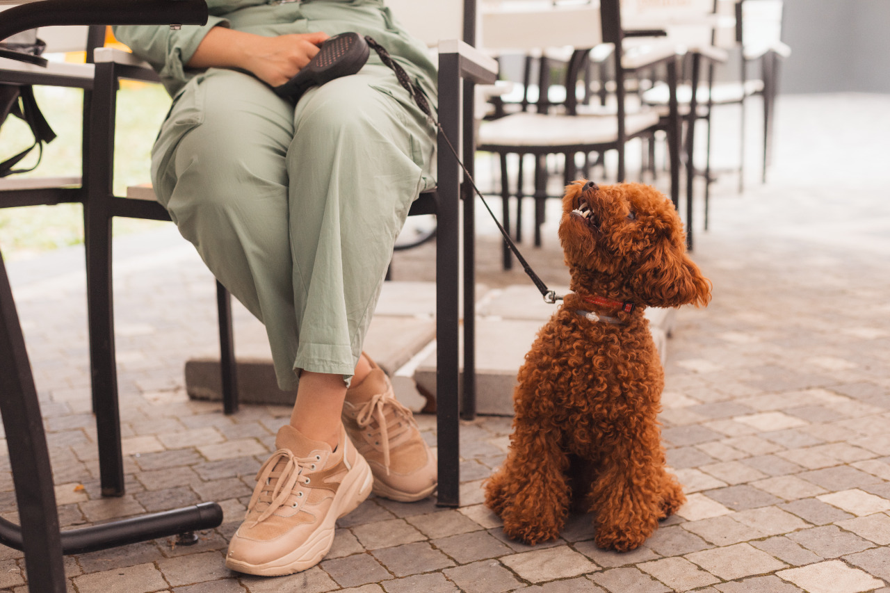 Pet friendly, la tendencia en interiorismo y construcción